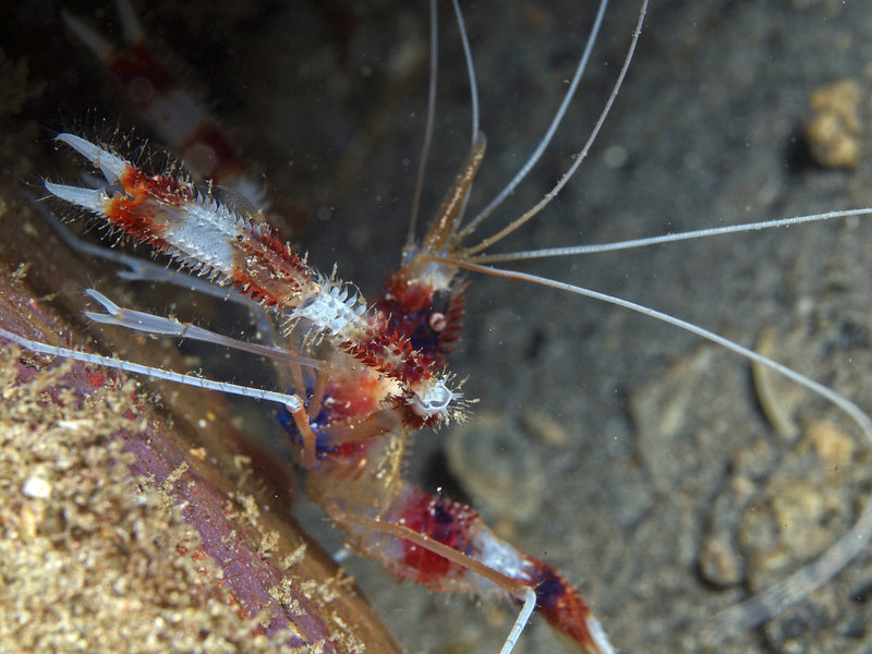 Boxer Shrimp, Sabang Wreck